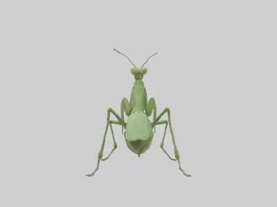 Standing Mantis Model Low-poly 3D model