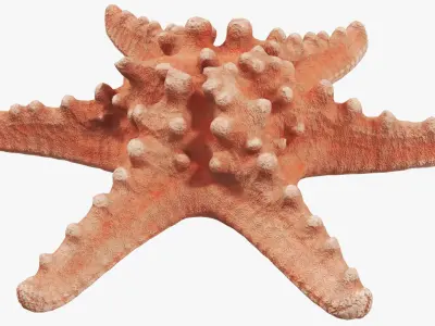 Starfish 01 3D model