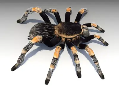 Tarantula Animated Low-poly 3D model