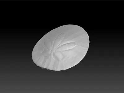 Sand Dollar Sea Urchin 3D Scan 3D model