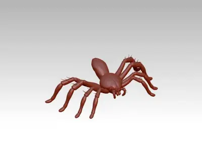 Spider insect 3D model