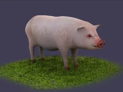 Pig wild Farm Teeth Eyes Trousers Dress Animals mammal 3D model