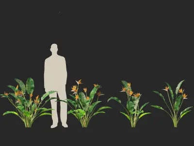 Strelitzia reginae - crane flower 3D model