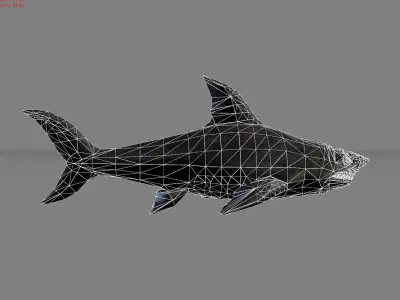 Shark Animal Low-poly 3D model