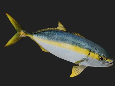 Trevally Low-poly 3D model