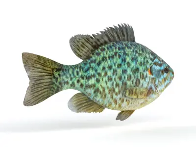 Pumkinseed Fish 3D model