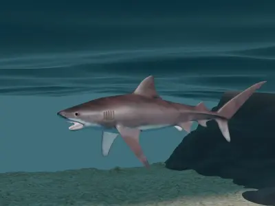 Tiger shark  3D model