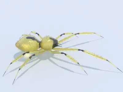 Spider Yellow sac 3D model