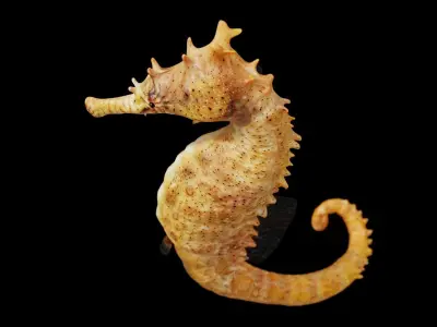 Seahorse fish Low-poly 3D model