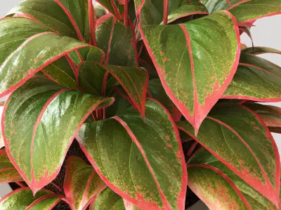 Red Aglaonema 01 3D model