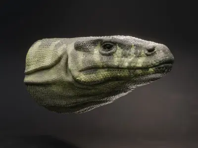Komodo Dragon 3D model