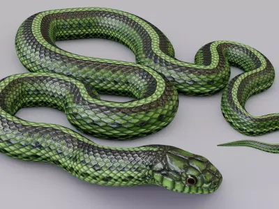 Rigged Green Snake Free 3D model