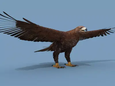 Pro Eagle - 8k - 3d animated 3D model
