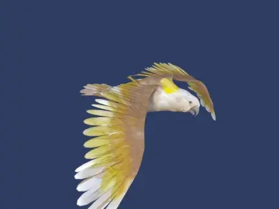cockatoo animated Low-poly 3D model