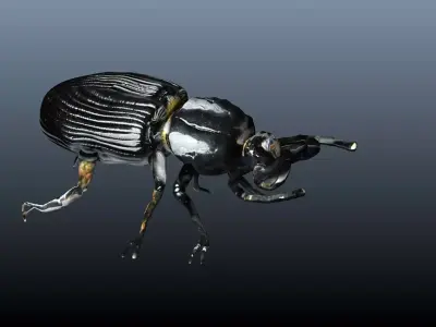 black beetle 3D model