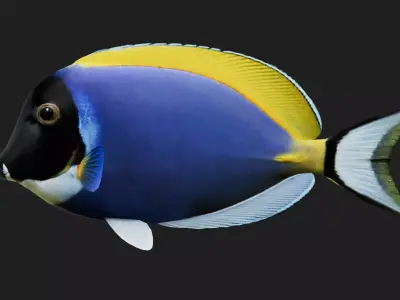 Unicornfish Low-poly 3D model