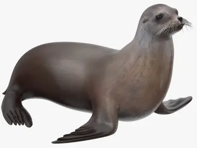 Sea Lion 3D model order