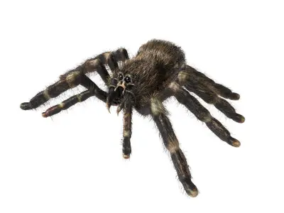 Psalmopoeus Cambridgei 3D model