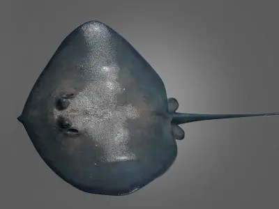 Photorealistic stingray fish ocean model Low-poly 3D model