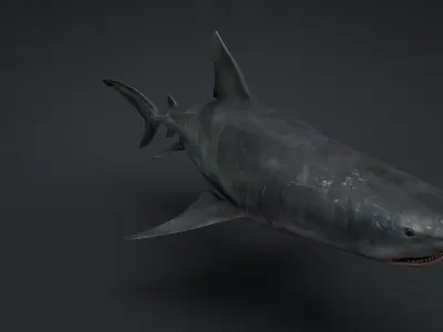 Tiger Shark Rigged C4D Low-poly 3D model