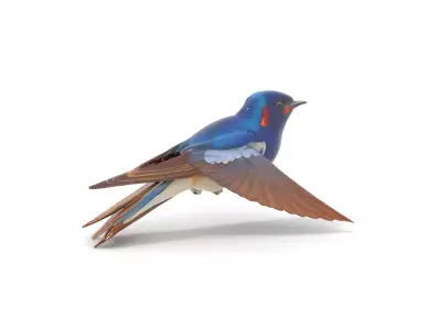 Vibrant Swallow model pack Low-poly 3D model