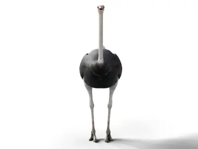 Ostrich Camel Bird Animal Low-poly 3D model