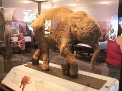Lyuba elephant in museum Free 3D print model