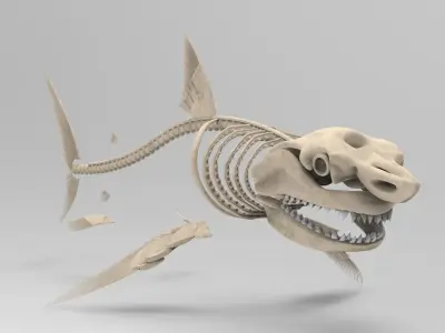 Great White Shark Skeleton 3D Model  3D model