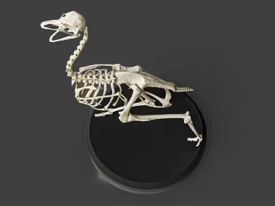 Anatomically Ostrich Skeleton 3D model