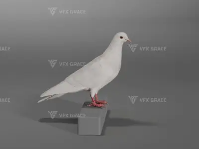 White Pigeon Animation -  VFX Grace 3D model