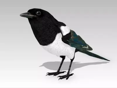 Magpie Low-poly 3D model