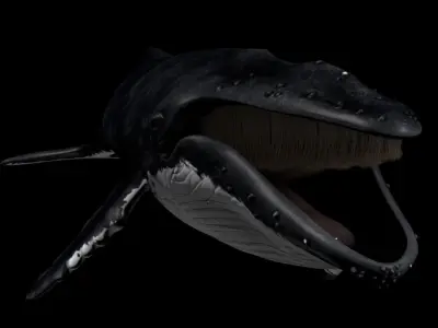 Humpback Whale - Megaptera Novaeangliae 3D model