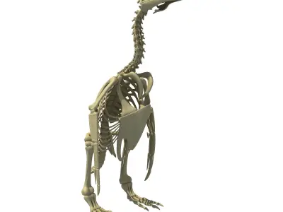 Penguin Skeleton 3D model
