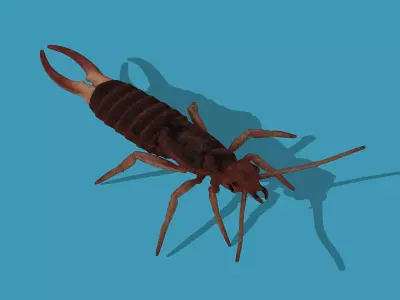 Earwig Low-poly 3D model