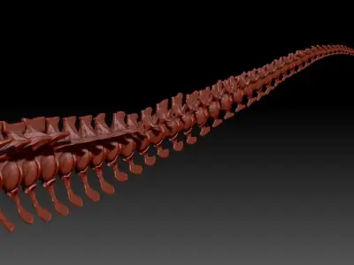 TRex Tail Set Skeletons 3D model
