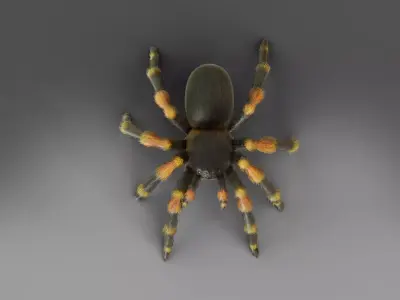 3D Spider Tarantula Rigged  Low-poly 3D model