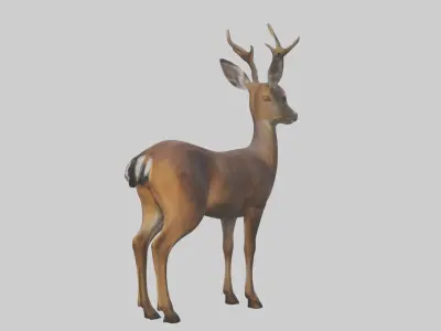 Roe deer Low-poly 3D model
