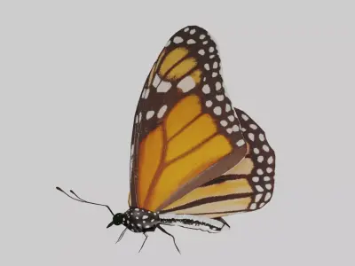 Butterfly Monarch Game Ready Low-poly 3D model