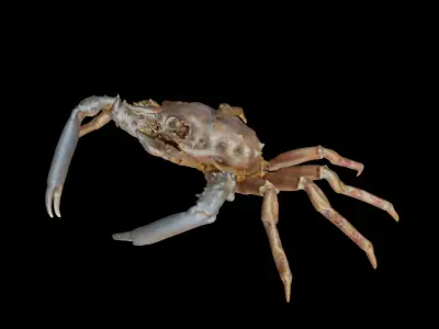 Crab photorealistic 3D model