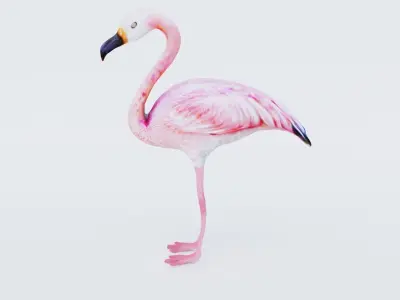 Flamingo Free 3D model