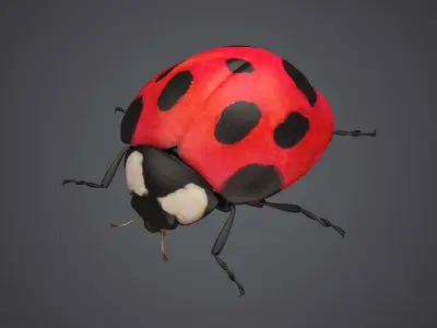 ladybug ladybird beetle bug insect coccinella insects bugs fly 3D model