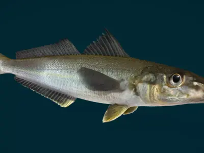 Whiting fish Animated 3D model