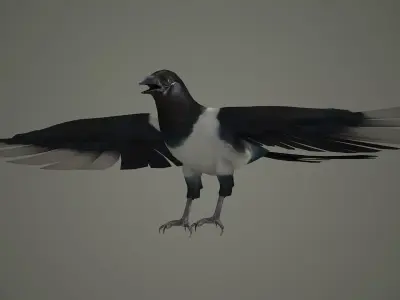 bird wildlife nature ornithology wild animal 3D model