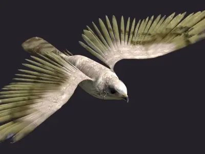 hawk animated Low-poly 3D model