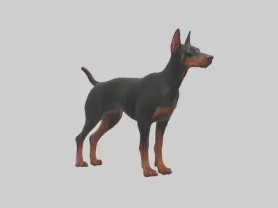 Doberman Pinscher alert model 3D model