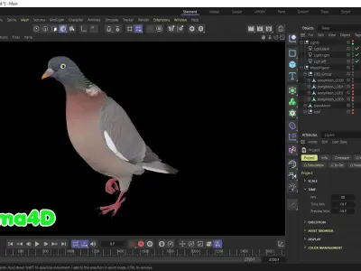 Realistic Animated Wood Pigeon Low-poly 3D model