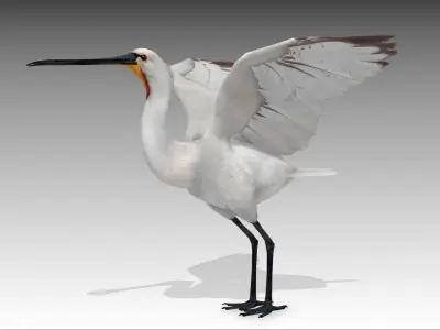 Spoonbill stork Low-poly 3D model