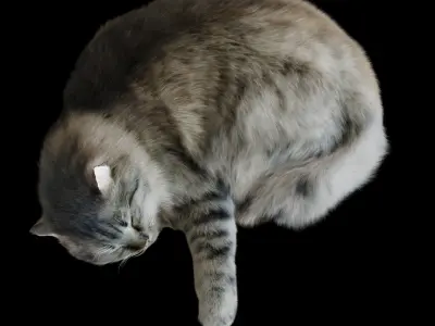 Sleeping Cat Corona 3D model