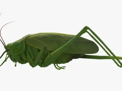 4K Katydid Low-poly 3D model