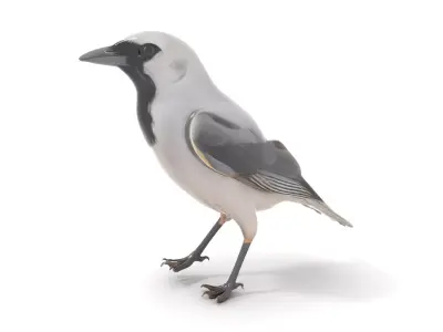 Grey Bird Model Pack for Realistic Simulation Low-poly 3D model